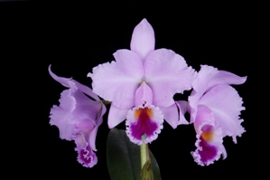 Cattleya trianae Bell' Orchidea AM/AOS 83 pts.